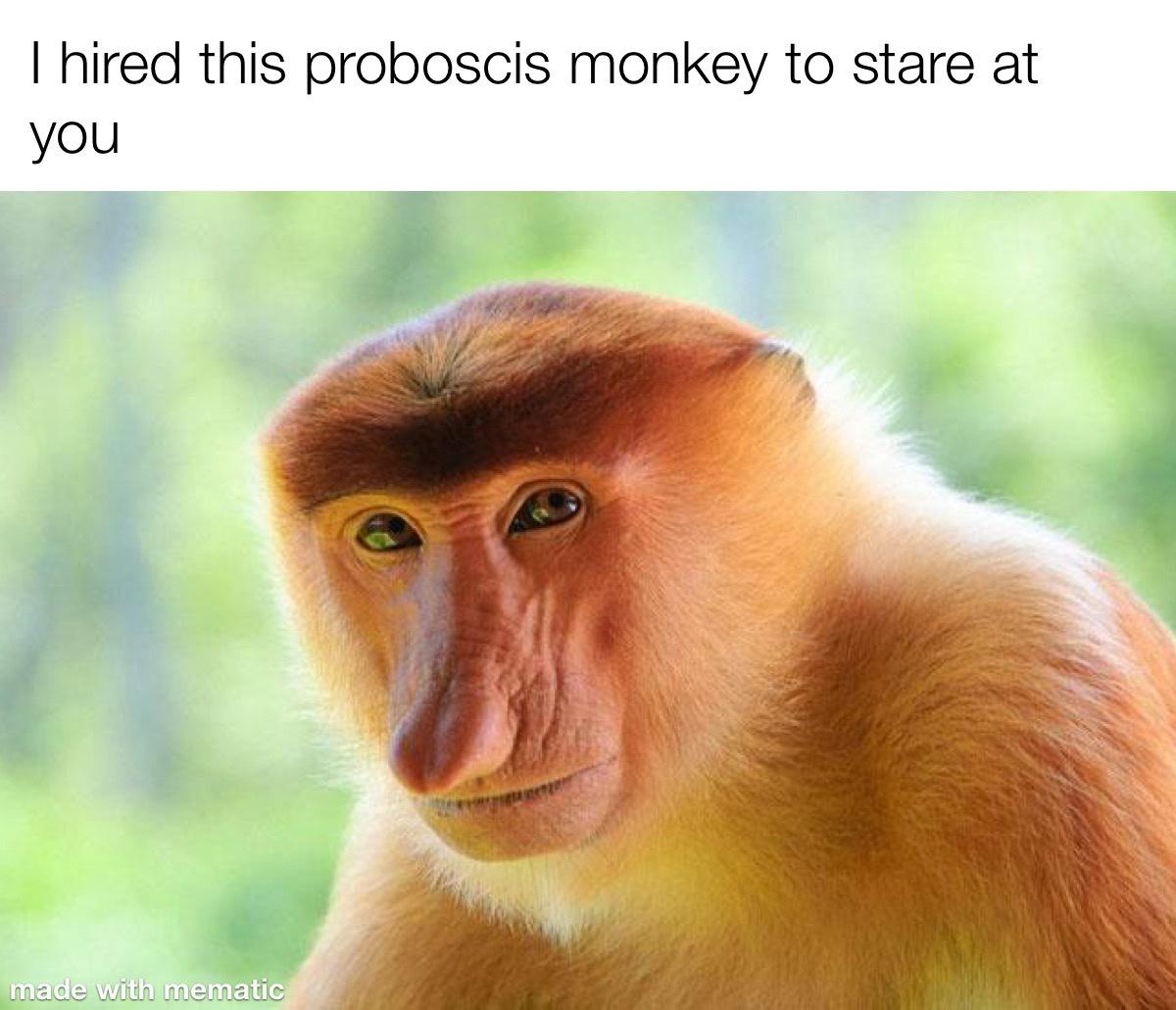 20 Memes That Are Like a Meme Salad—Totally Random and Deliciously Funny 8 hired a monkey