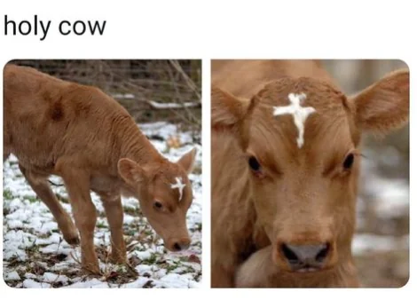 35 Udderly Entertaining Cow Memes That Will Make Your Day Moo-velous! 12 holy cow