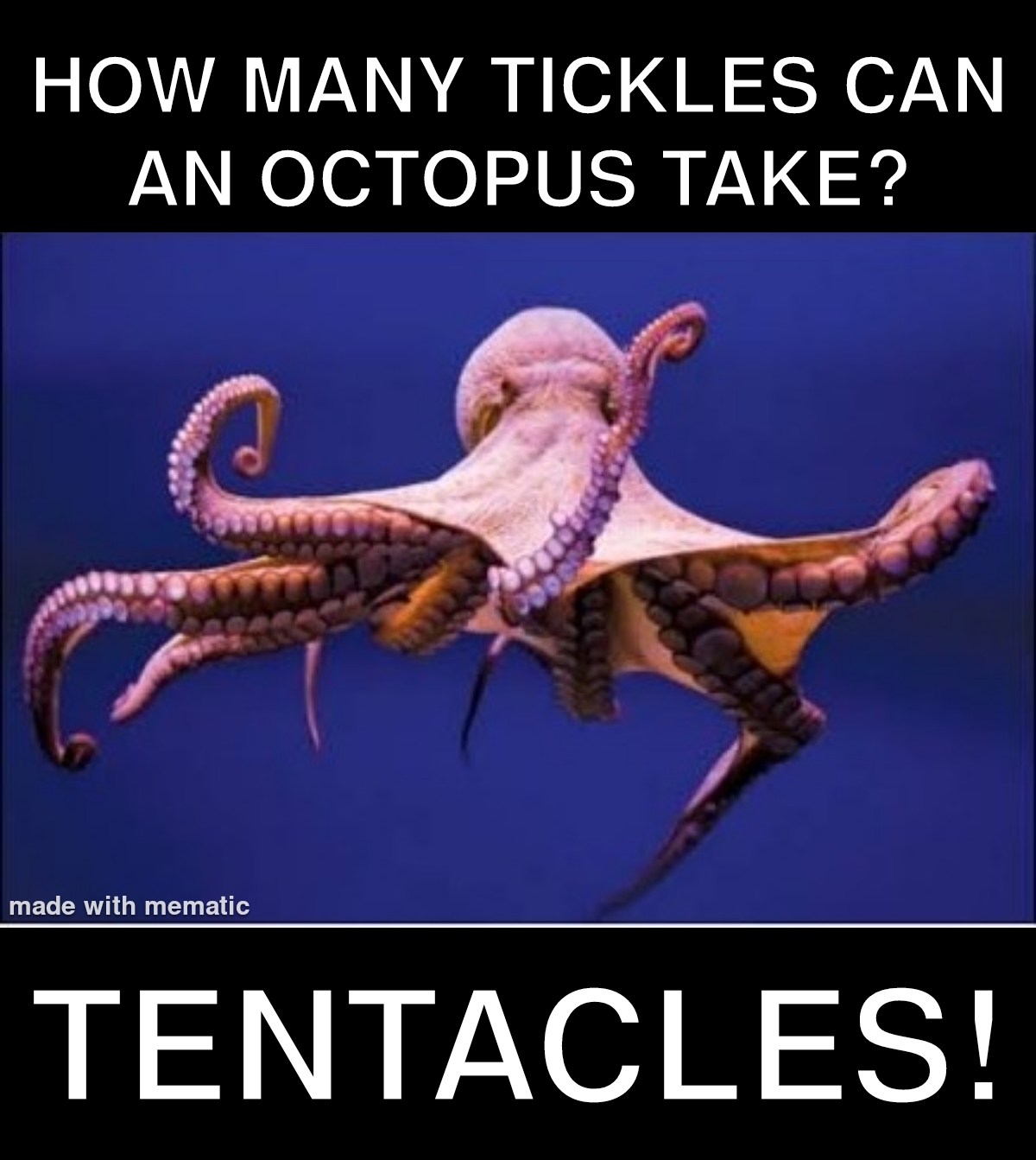 30 Bad Jokes That Are So Bad They're Actually Funny 4 how many tickles can anoctopus take