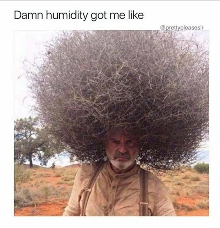 20 Plant Memes That Will Leaf You Laughing 5 humidity got me.jpeg - Plant Memes