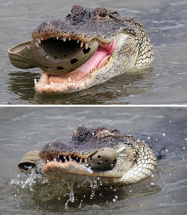34 Ironic Memes That Show Life Isn't Always Picture Perfect! 5 crock eating crocks