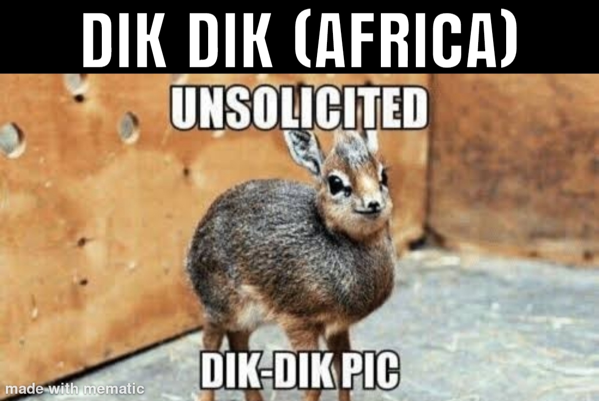 30 Funny Foreign Words That Sound Vulgar To English Speakers 16 small antelope - funny foreign words