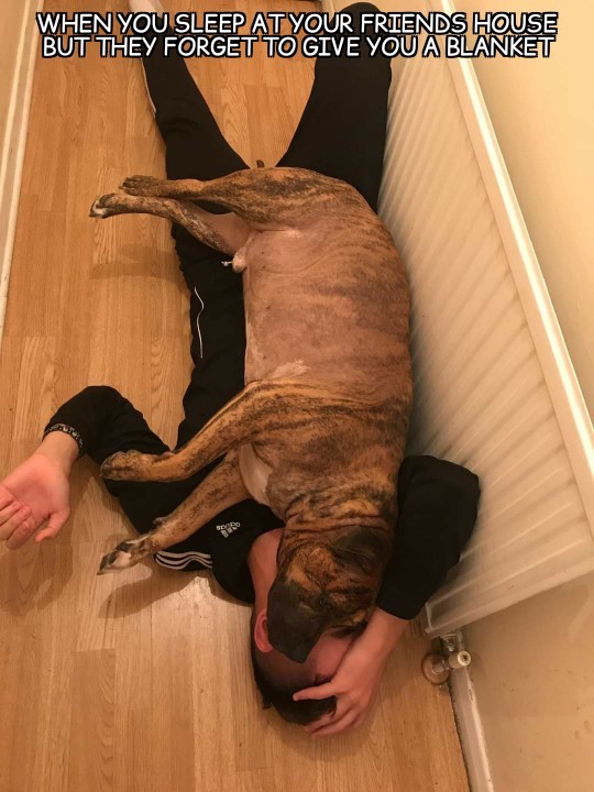 using dog as carpet