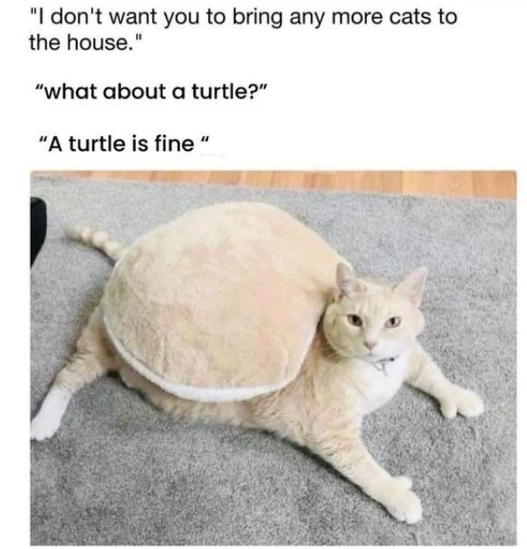 what about a turtle