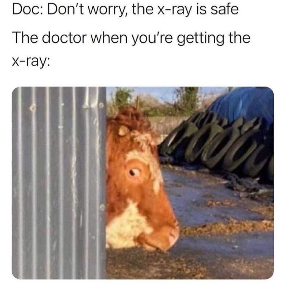 25 Memes So Random, You'll Forget What Day It Is 25 xray is safe