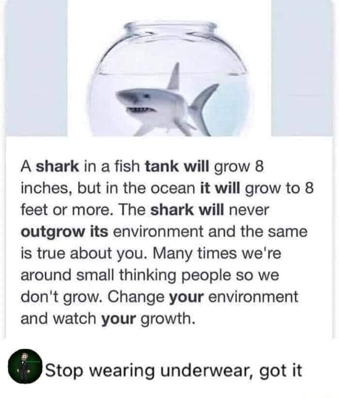 35 Brainy Memes That Will Blow Your Brains Out 1 A shark in fish tank