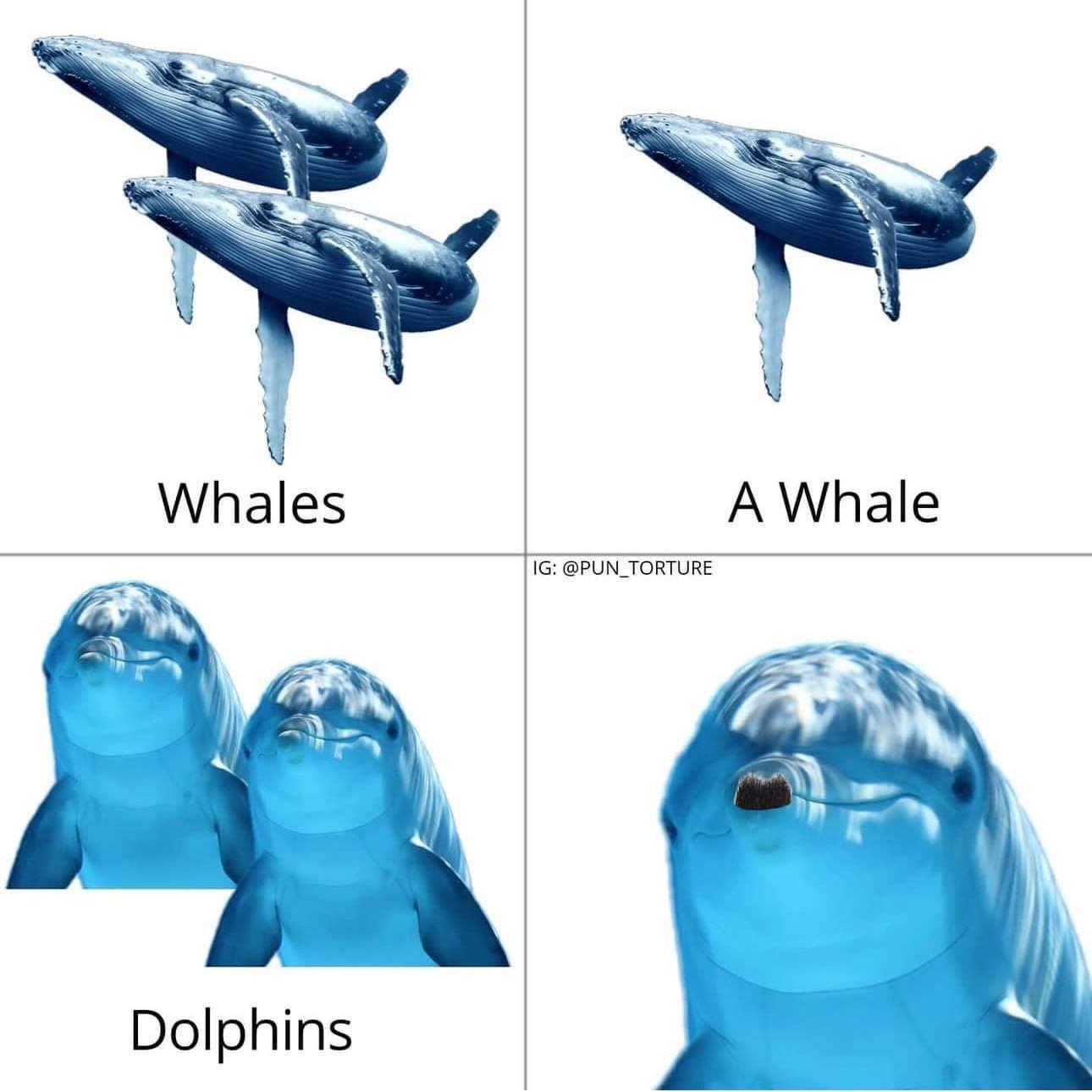 35 Brainy Memes That Will Blow Your Brains Out 2 A whale