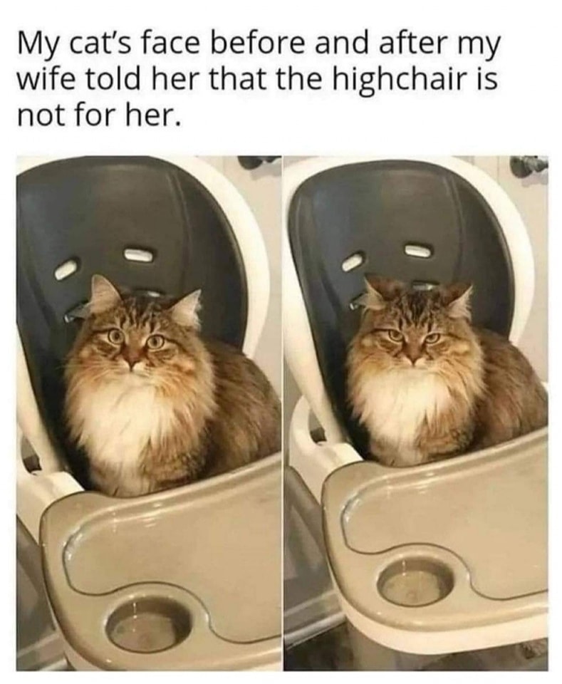 20 Crazy Cat Memes That Will Take Your Breath Away (From Laughing!) 3 Cats face