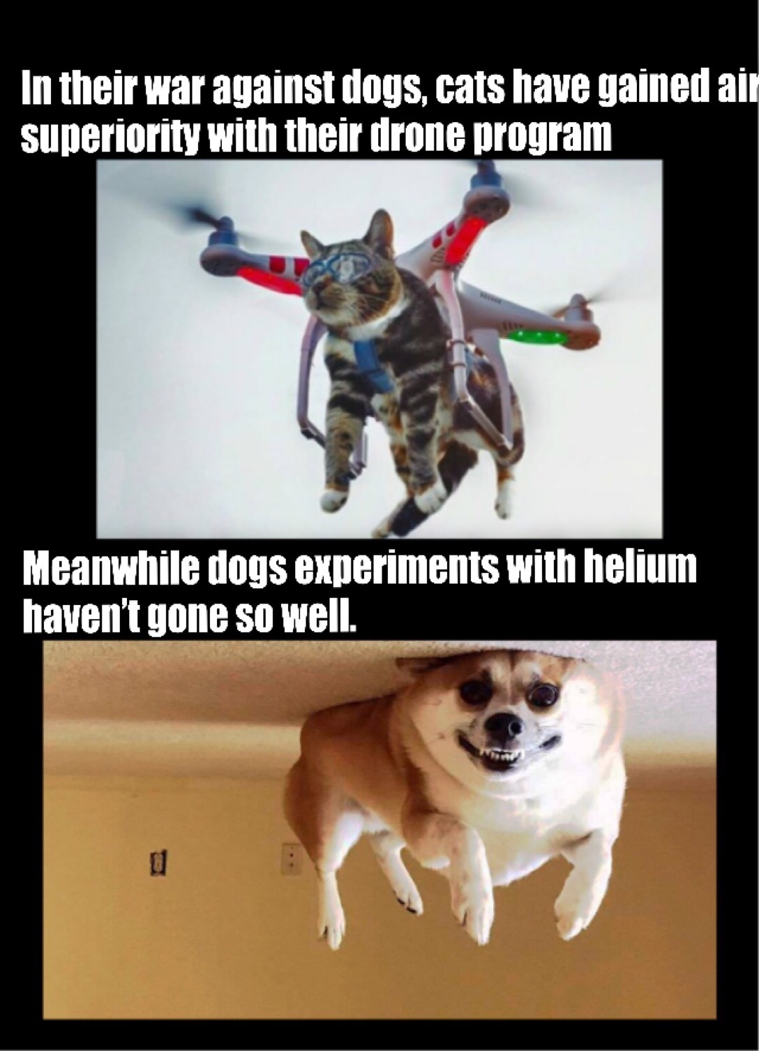 Dog experiments