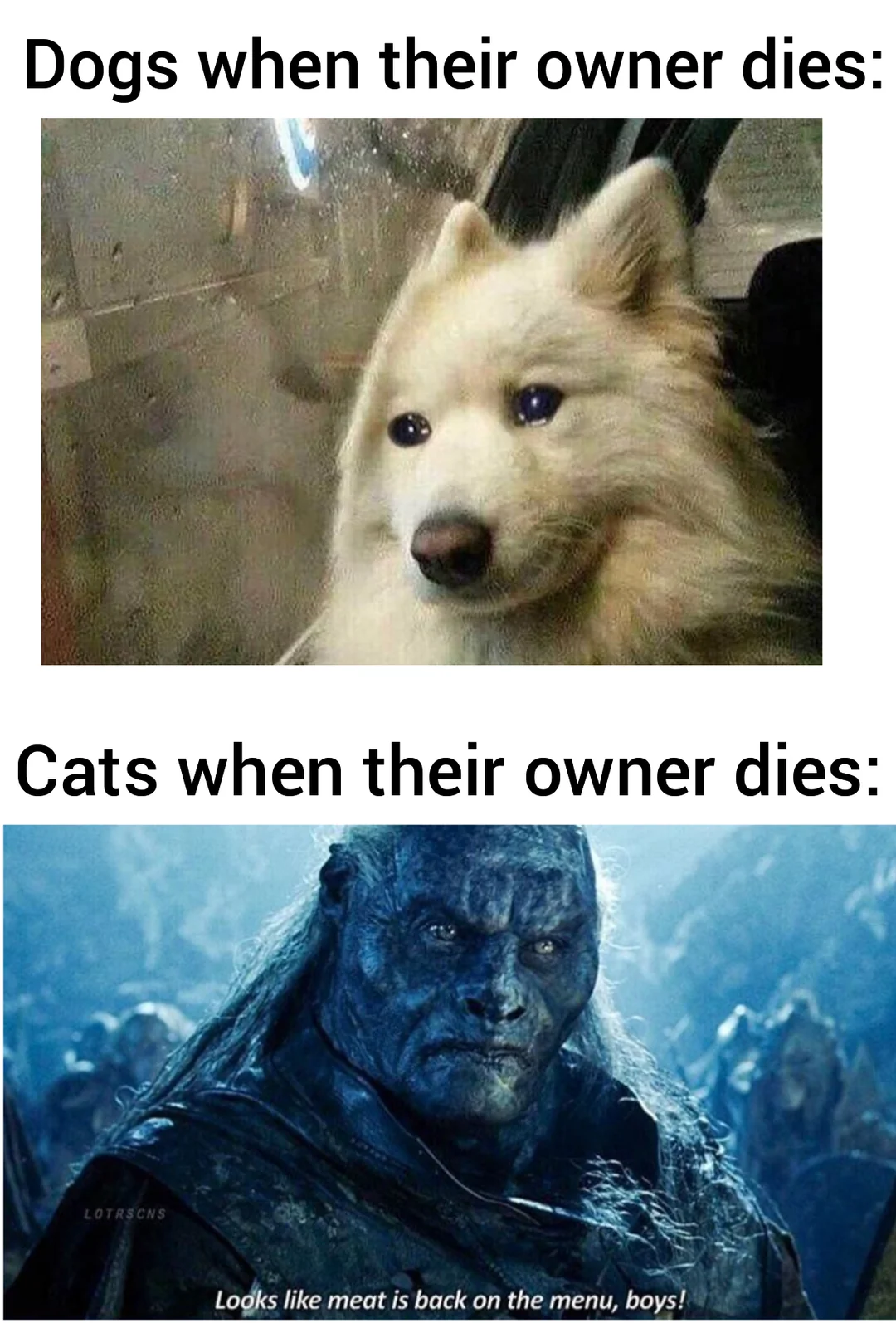 Dog when their owner dies