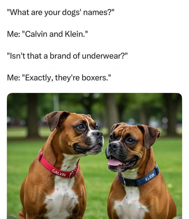 25 Amusing Puns That Will Have You Pun-ching the Air with Laughter 22 Dogs names