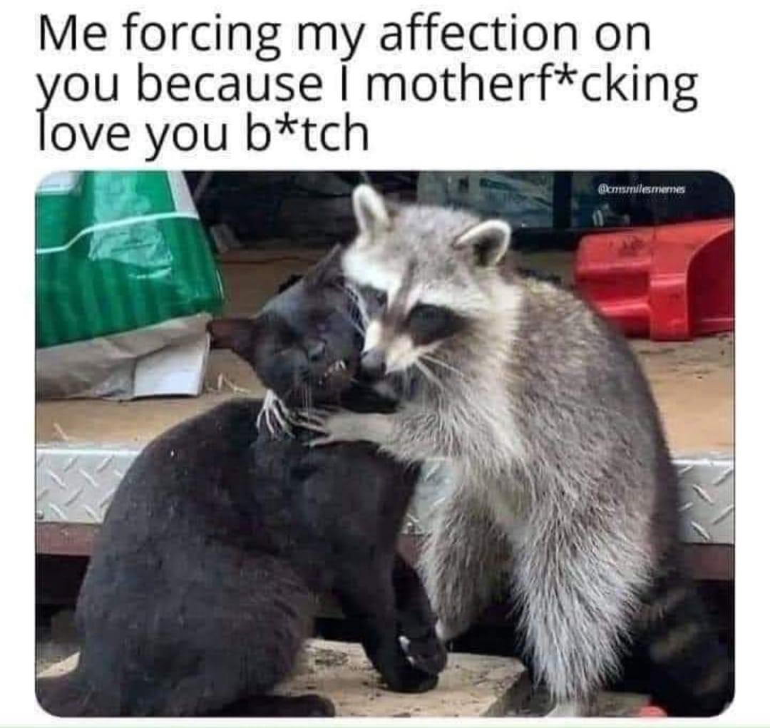 25 Hilarious Memes to Stumble Upon and Never Forget 7 Forcing my affection on you