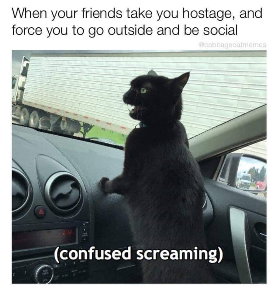 24 Classic Introvert Memes That Celebrate the Art of the Social Escape 23 Friends take you hostage