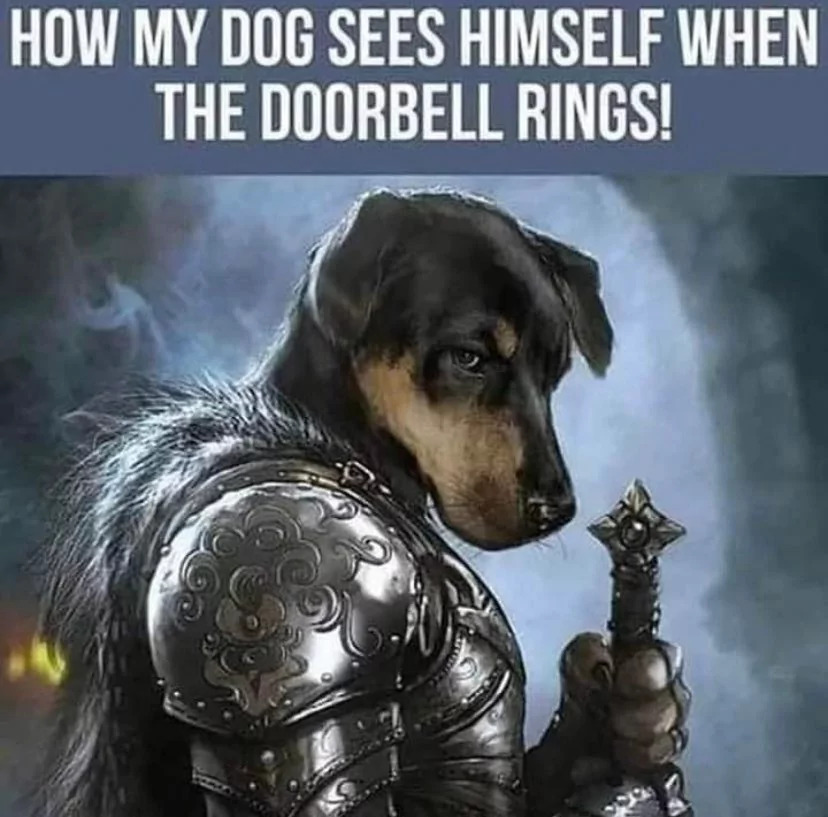 25 Knight Memes to Make You Gallop into a Fit of Laughter 24 How my dog sees himself