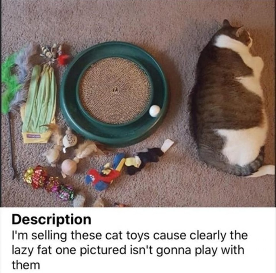 20 Crazy Cat Memes That Will Take Your Breath Away (From Laughing!) 8 Im selling these toys