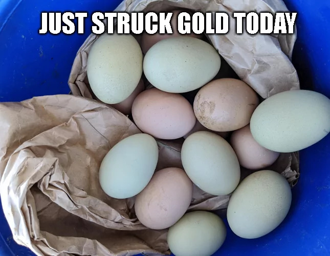32 Egg Memes That Will Crack You Up! 10 Just struck gold today