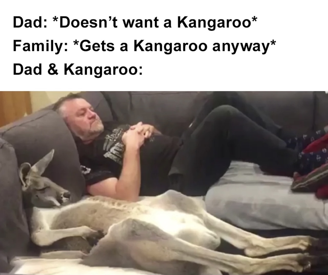 Kangraoo Memes on World Kangaroo Day - FG