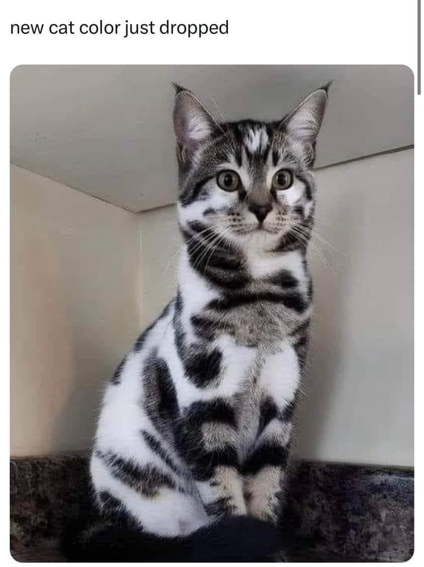 25 Hilarious Memes to Stumble Upon and Never Forget 14 New cat color
