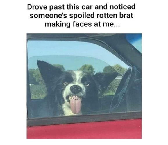 Paw-some Dog Memes - FG