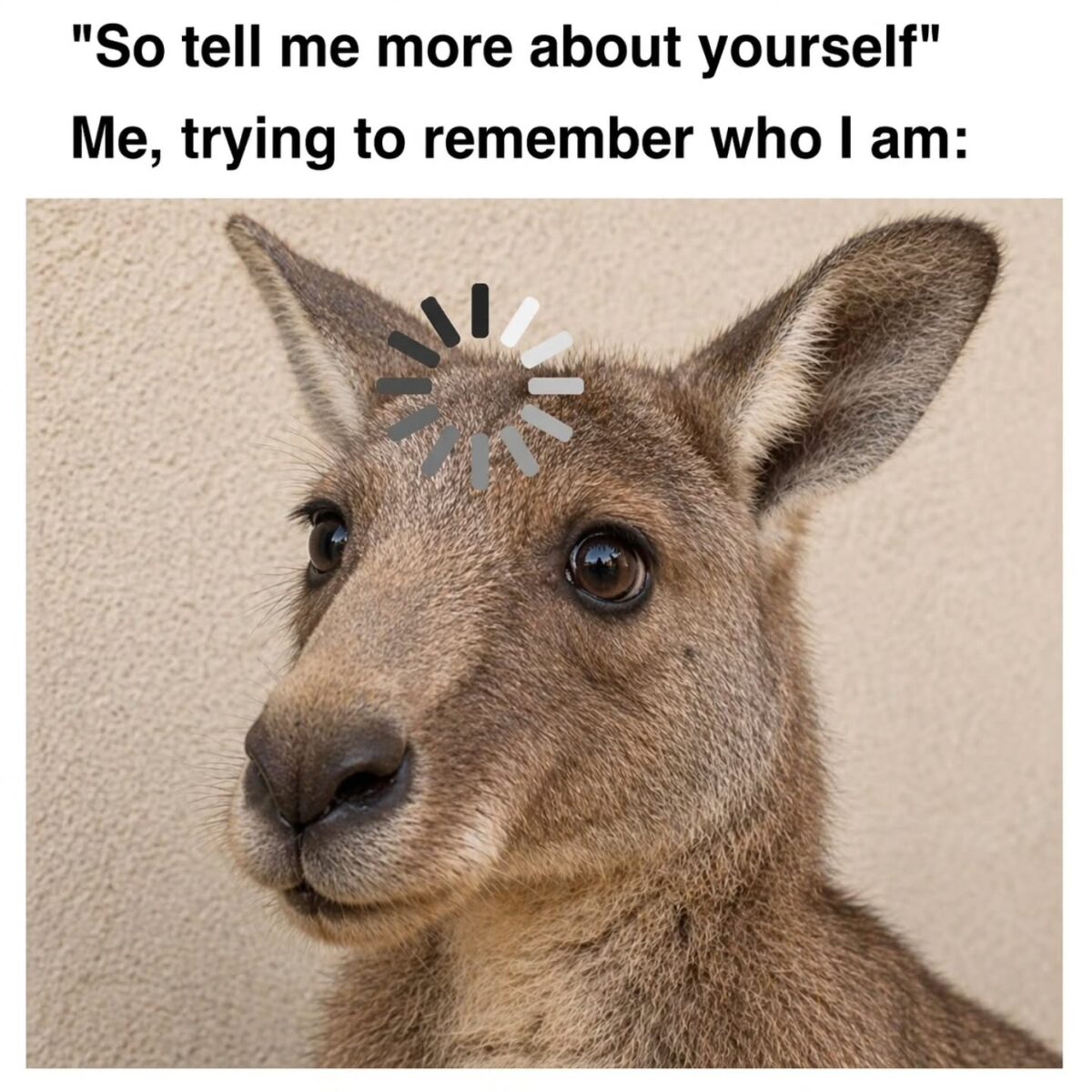 25 Kangaroo Memes That Are Hopping Mad Fun for World Kangaroo Day 25 Tell me about yourself