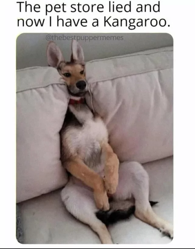 25 Kangaroo Memes That Are Hopping Mad Fun for World Kangaroo Day 26 The pet store lied