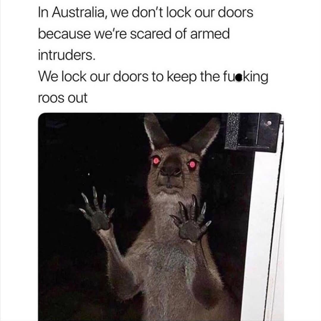 25 Kangaroo Memes That Are Hopping Mad Fun for World Kangaroo Day 27 We dont lock our doors