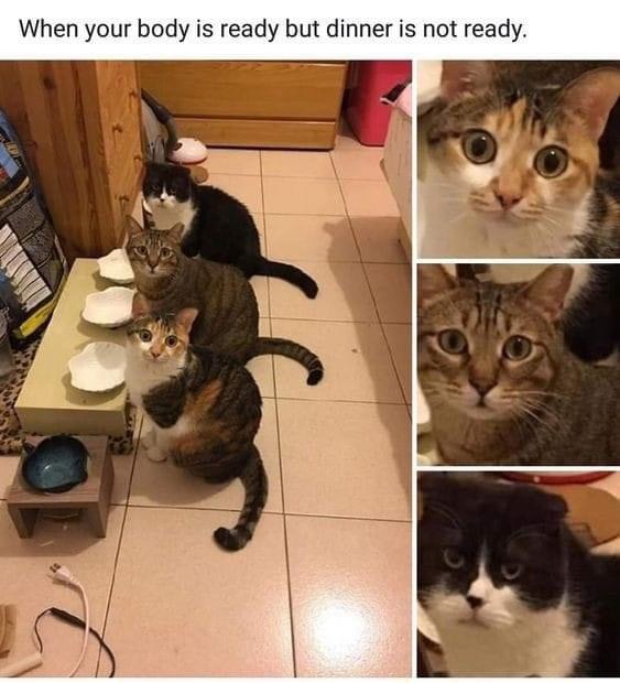 25 Hilarious Memes to Stumble Upon and Never Forget 21 When your body is ready