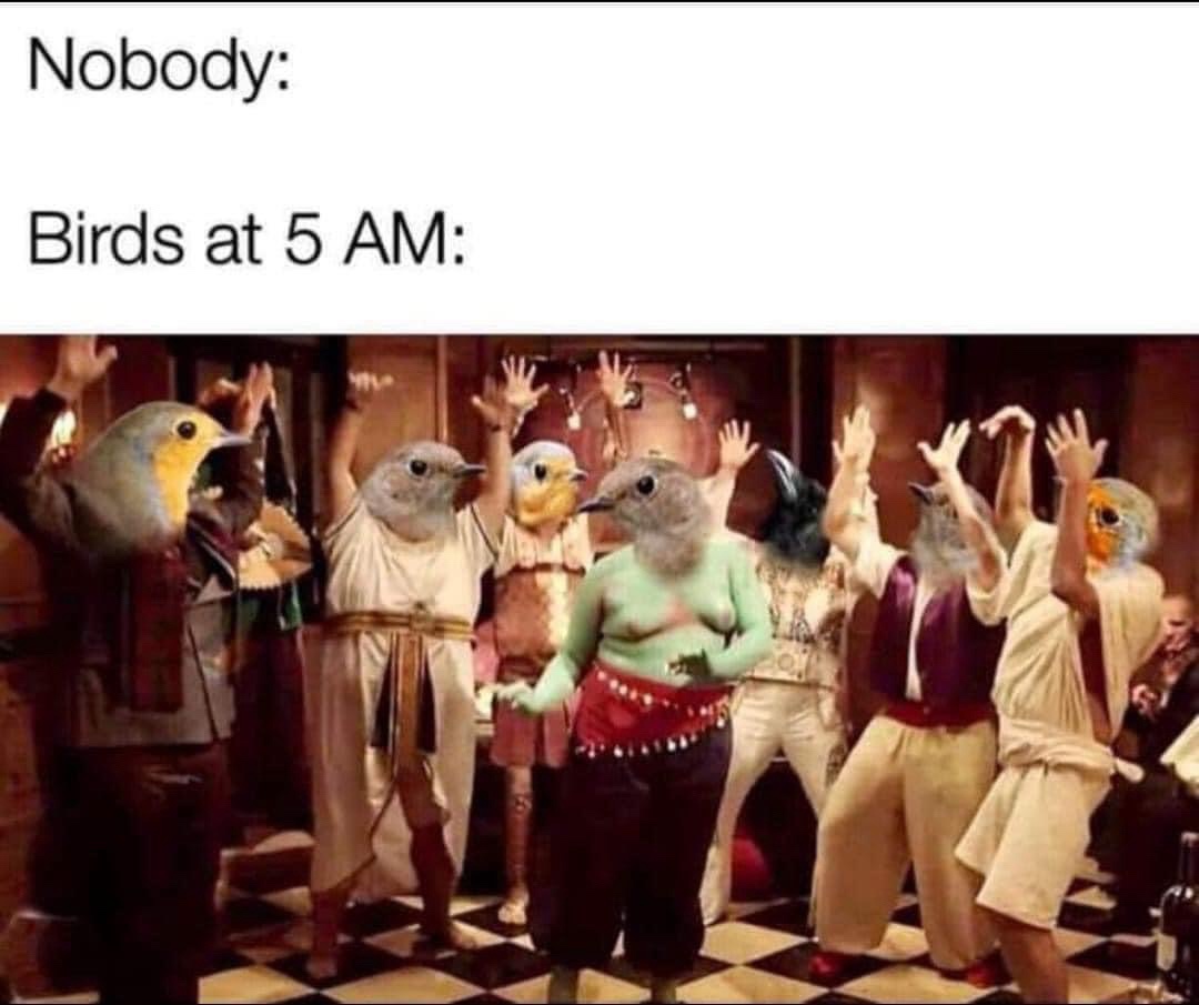 15 Memes That Will Leave You Laughing and Scratching Your Head 2 birds at 5am