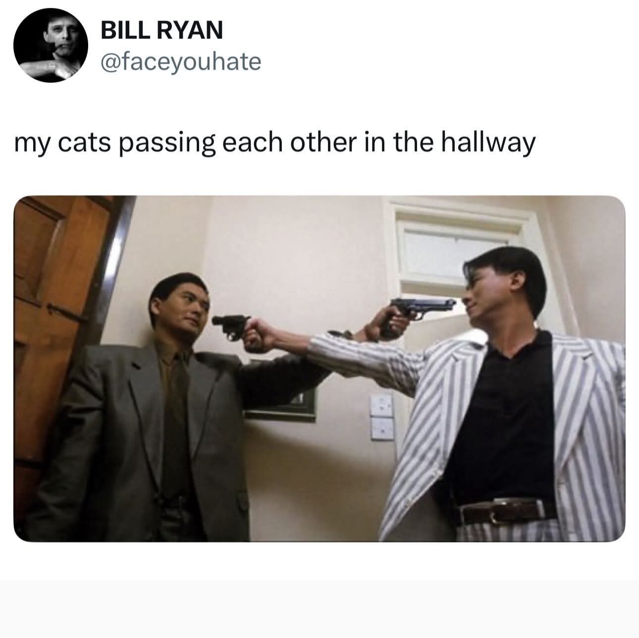 cats passing eachother