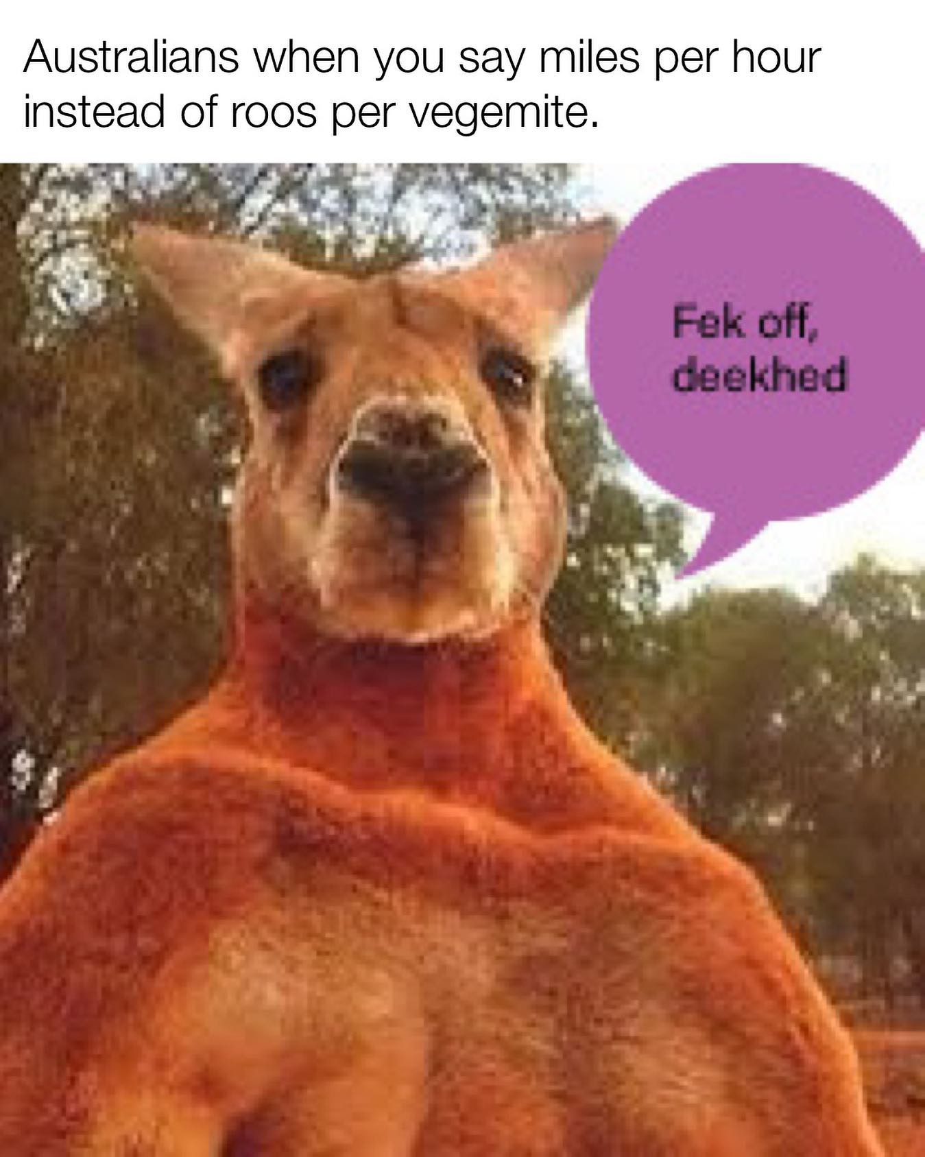 25 Kangaroo Memes That Are Hopping Mad Fun for World Kangaroo Day 23 miles per hour