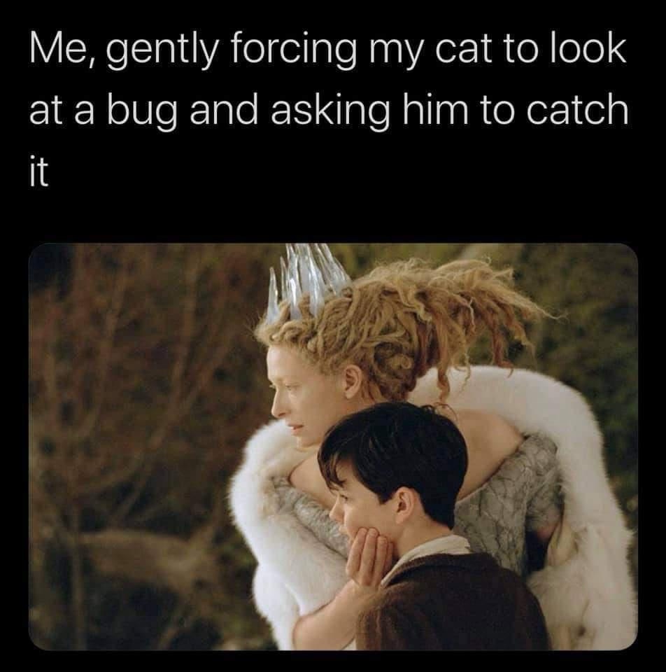 25 Memes That Might Just Save You from a Boring Day 23 orcing my cat