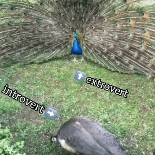peacock showing introvert vs extrovert