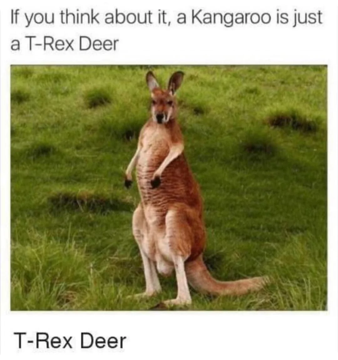 25 Kangaroo Memes That Are Hopping Mad Fun for World Kangaroo Day 24 miles per hour