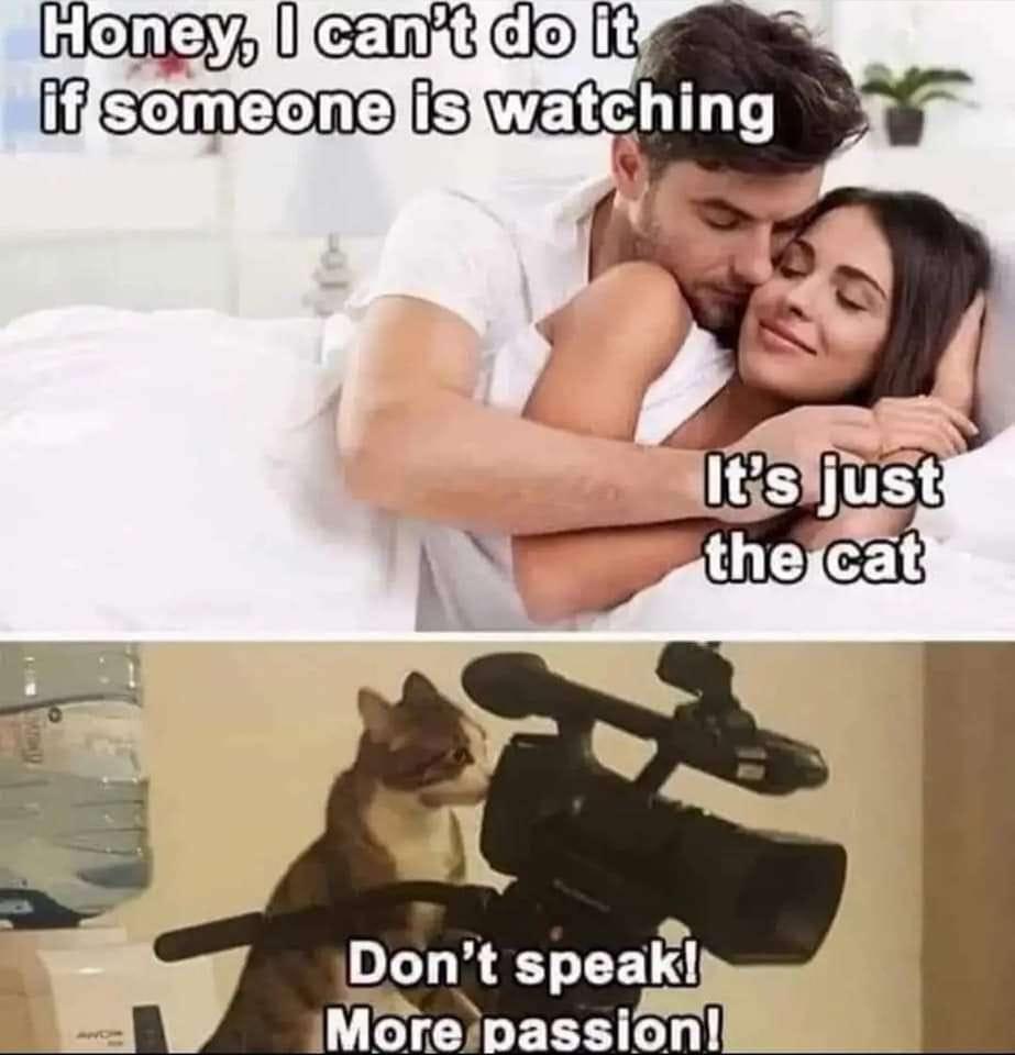 20 Memes That Will Hijack Your Day with Laughter 16 ts just cat