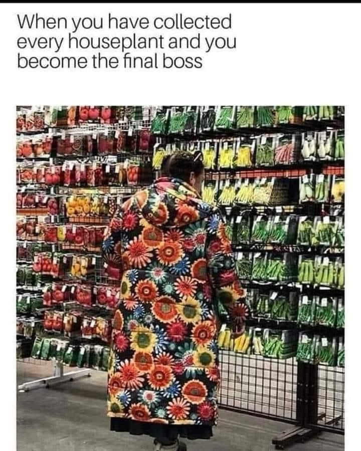 21 Memes to Make the Most of Your Extra Hour from Daylight Savings! 4 Collected houseplant