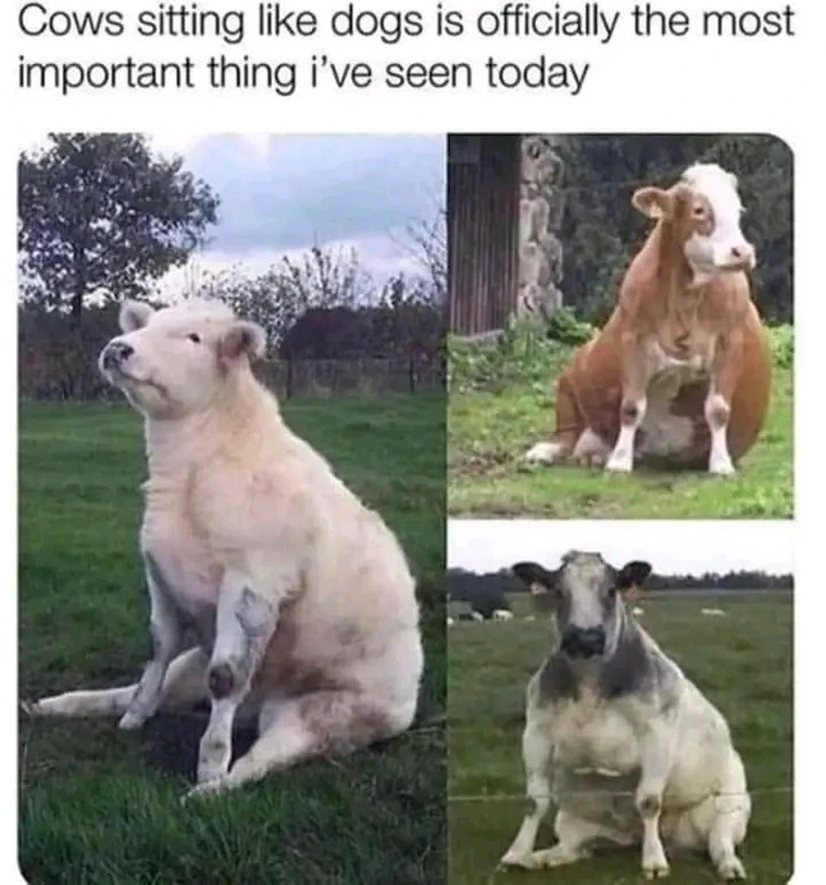 17 Memes for When Life Makes Zero Sense (But the Internet Does) 2 Cows sitting like this
