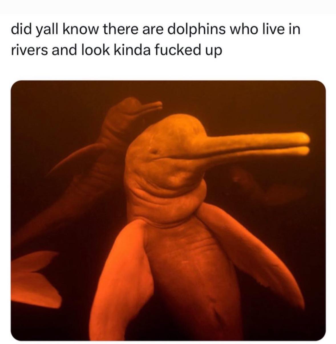 20 Memes That Are as Random as Your Midnight Thoughts 5 Did ya all knew