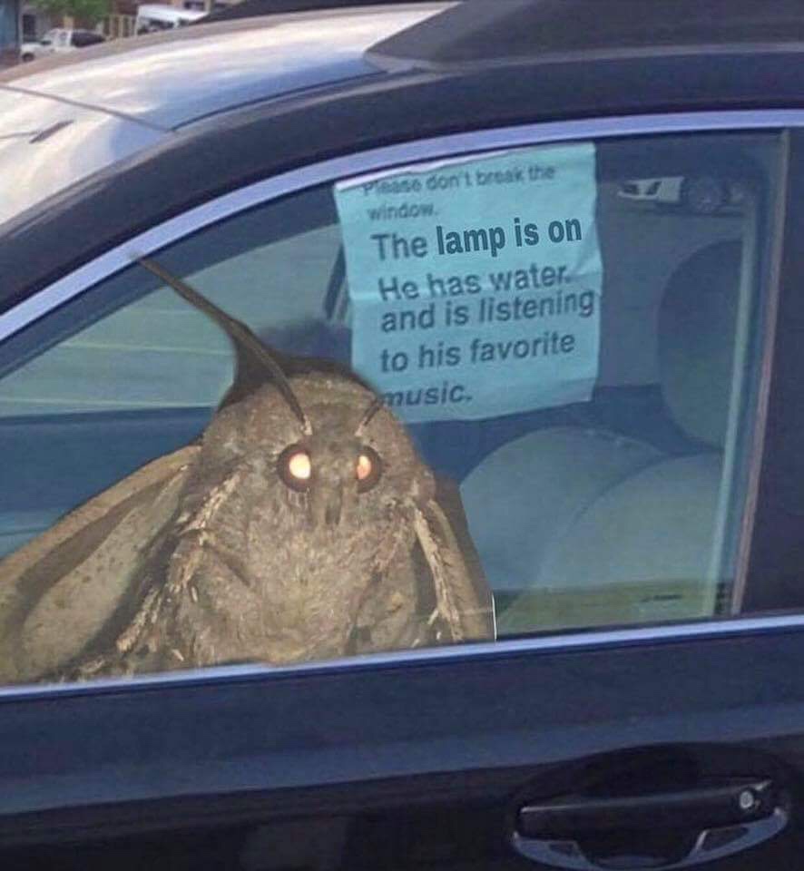 24 Moth Memes That Are Simply Drawn to the Light (And You’ll Be Too!) 3 Dont break the window - moth memes