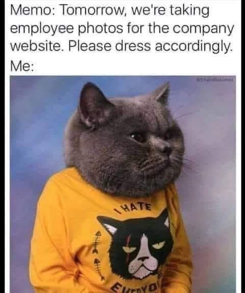 35 Cat Humor Memes: A Prescription for Instant Smiles 33 Employee photo