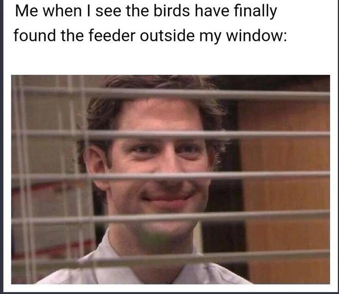 23 Memes to Scroll Through While Avoiding Responsibility 6 Feeder outside window