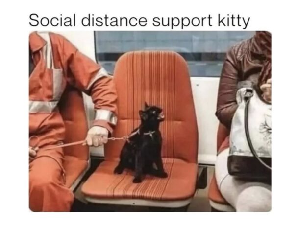 Furry Cat Memes That Are Basically Cat Philosophy 101 - FG.jpeg