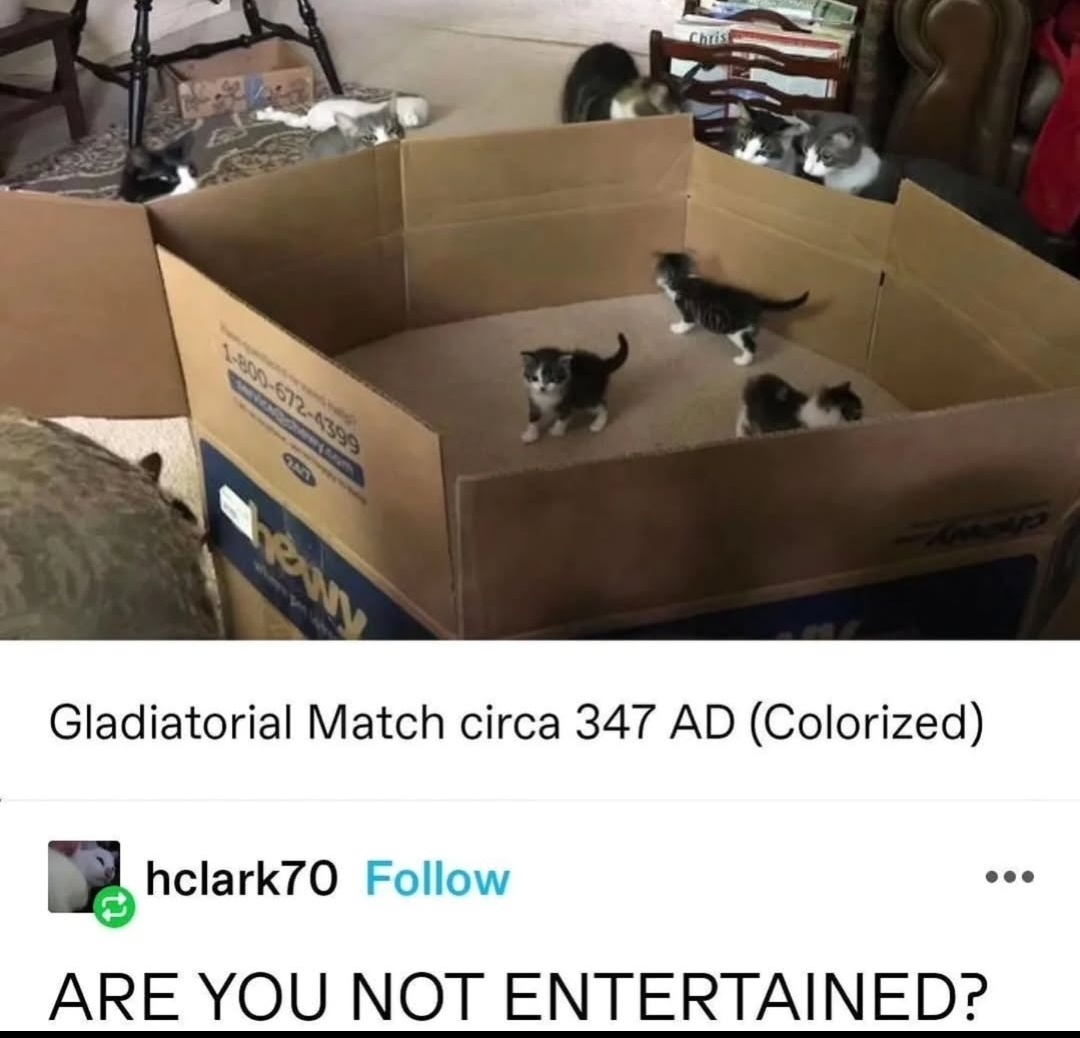 25 Funny Cats Who Make Every Day a Laughing Matter 23 Gladiatorial march