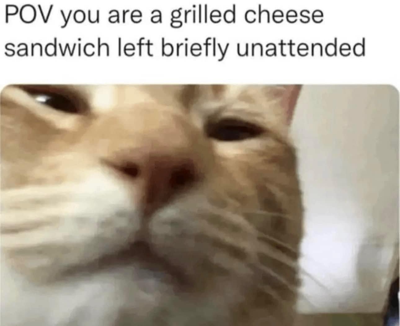 25 Memes That Could Change Your Life (Probably Not) 5 Grilled cheese