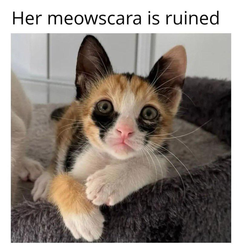 17 Memes for When Life Makes Zero Sense (But the Internet Does) 5 Her meowskara