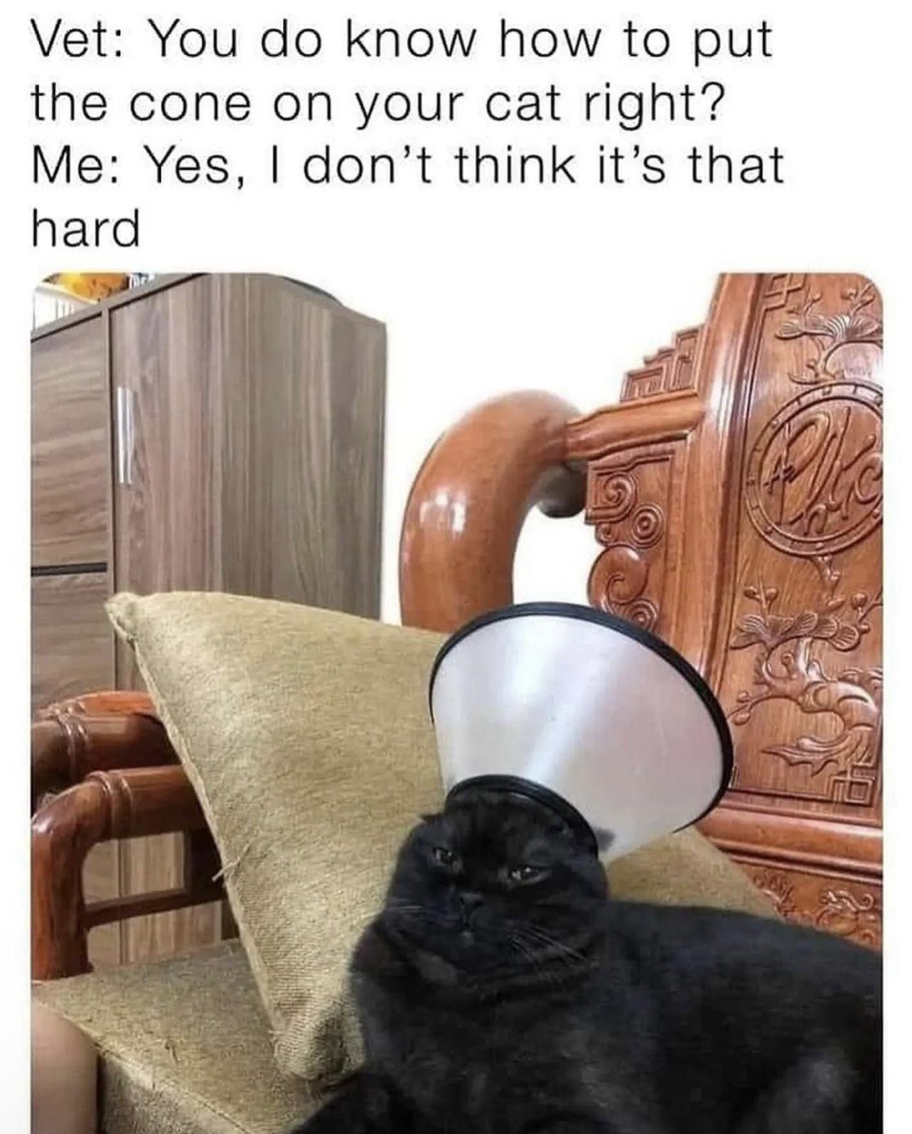23 Memes That Are Definitely Worth Procrastinating For 10 How to put cone on your cat