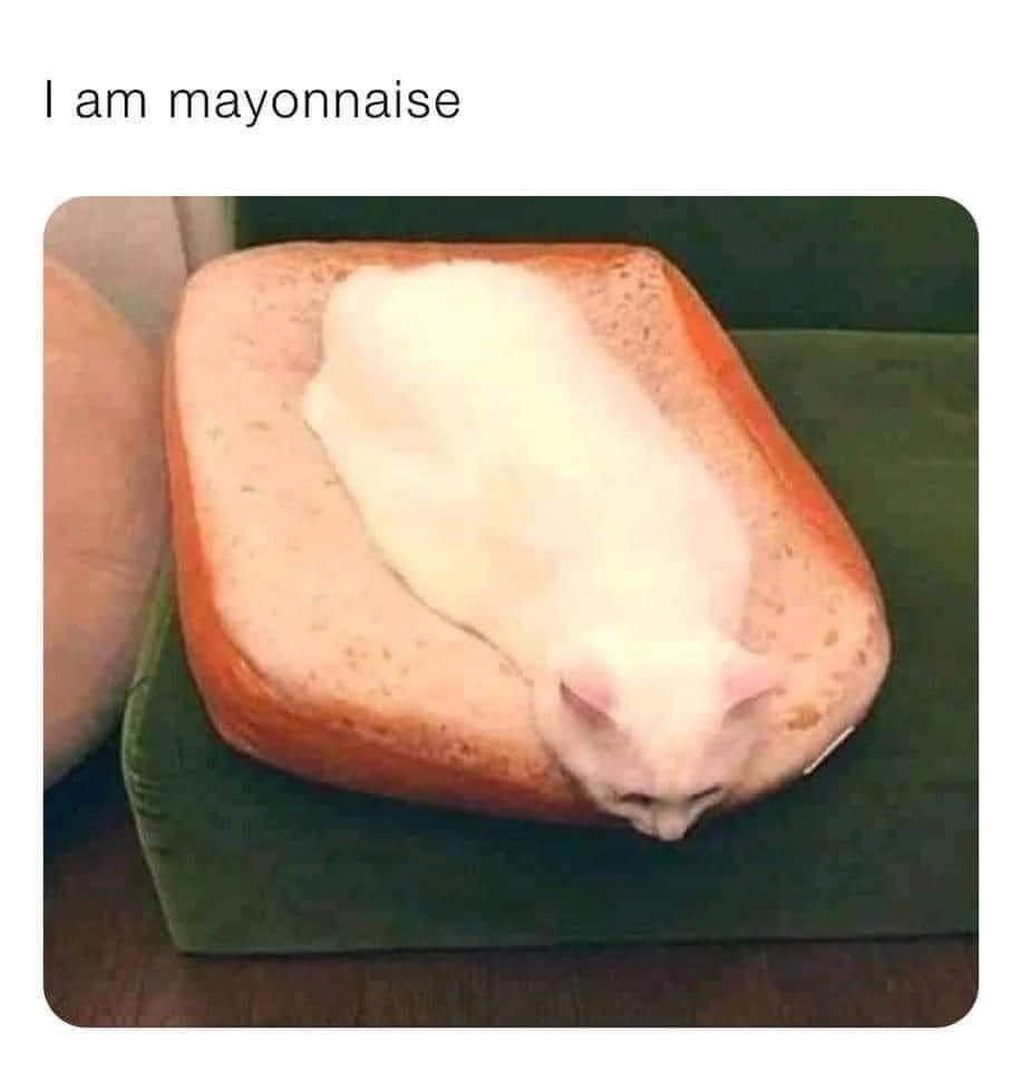 20 Furry Cat Memes That Might Just Be the Key to Happiness 5 I am mayonese - Furry Cat Memes