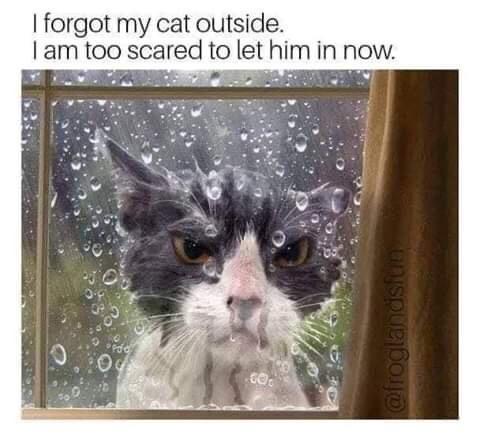 20 Furry Cat Memes That Might Just Be the Key to Happiness 6 I forgot my cat outside - Furry Cat Memes