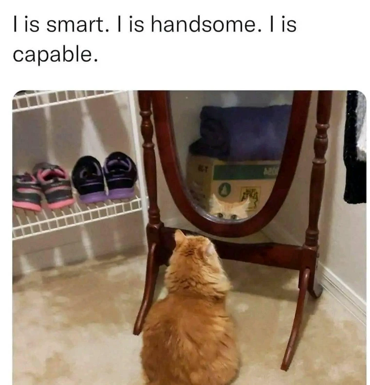 15 Memes That Are Basically the Definition of Random Humor 7 I is smart