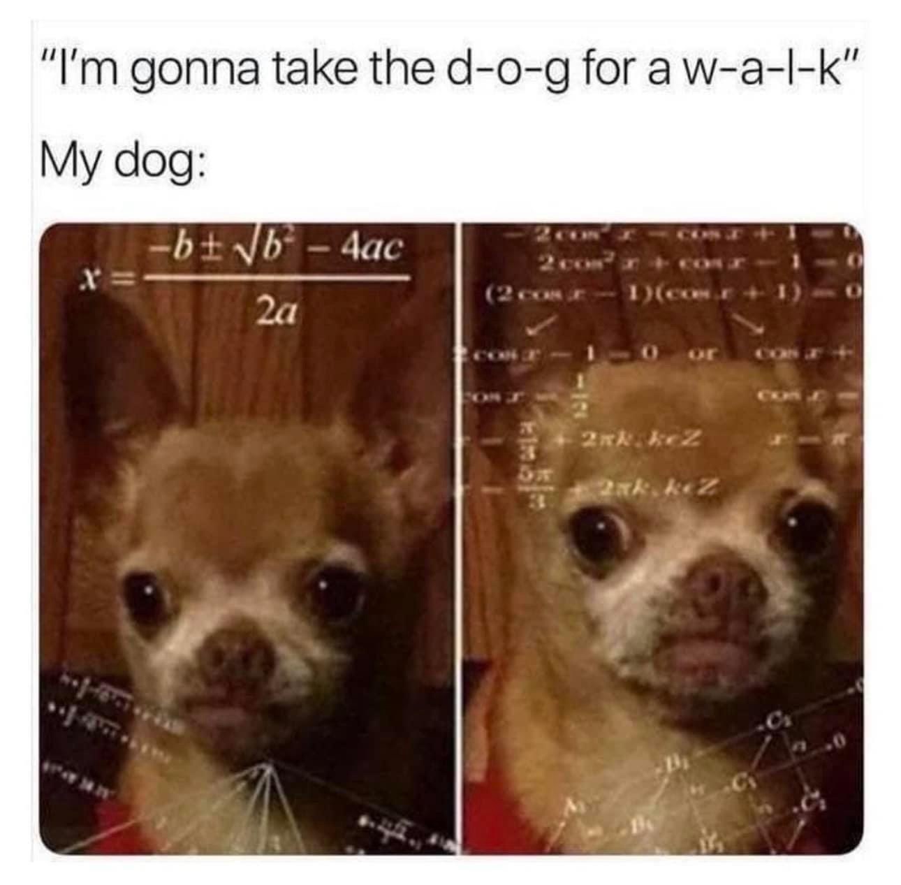 25 Memes That Could Change Your Life (Probably Not) 10 Im gonna take the dog