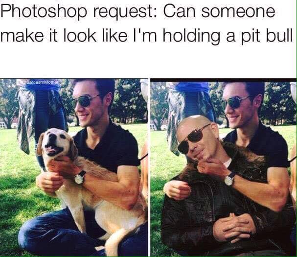 25 Pit Bull Memes for a Dose of Canine Comedy 24 Im holding pitbull